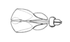 Peplacris recutita Rehn, 1942: Fig. 114. endophallus, dorsal view. (Otu).