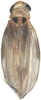 Habitus, dorsal view on Anufrievia jinghongensis Cao & Zhang, 2018: Habitus. (Observation).