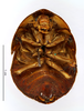 CollectionObject 1587473; MNHN(SF IMPORT DUPLICATE) MNHN-EP-EP730, af88036f-bb0b-4601-80b9-300e5fde7534: CC BY-NC-ND 4.0/MNHN - Depraetere Marion - 2014. Type, female, of senegalensis Chopard, 1929. Specimen number: MNHN-EP-EP730. http://coldb.mnhn.fr/catalognumber/mnhn/ep/ep730. (CollectionObject).