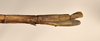 CollectionObject 1561618; cb180209-7ab4-4723-b868-4ad8c10b8435: copyright OUMNH. female: end of abdomen, lateral view of Bacillus patellifer (holotype). (CollectionObject).