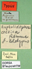 CollectionObject 1500459; ecb1d0e8-e944-4714-9099-186ef00ae4c7, DORSA BTeupcreHTM: labels (holotype). (CollectionObject).