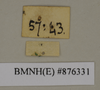 CollectionObject 1572958; e43dceea-e8ab-498a-9e7f-515a81f87bed: Copyright Natural History Museum, London. Labels from non-type (adult male) in BM(NH). Underside. (CollectionObject).