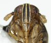 Head: !! display not done !! on Syndelphax alexanderi (Metcalf, 1923): (Observation).