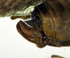 CollectionObject 1500515; 7e31aada-2198-449d-b685-42ba84312386, DORSA BTcatmacHTF: ovipositor (holotype of Catoptropteryx maculipennis). (CollectionObject).