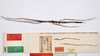 CollectionObject 1562360; 463f0e28-4293-438a-9c9f-c906cc637a38: copyright ZMHB, Berlin. male, dorsal view of synonym Xeropsis sicca (syntype). (CollectionObject).;CollectionObject 1562361; 41094e48-deb4-4549-bb32-9bfe1b7785cf: copyright ZMHB, Berlin. male, dorsal view of synonym Xeropsis sicca (syntype). (CollectionObject).