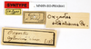 CollectionObject 1562413; 345090fb-7b87-4d76-a2da-7a1b653db50a: copyright MNHN, Paris. female, data labels (syntype). (CollectionObject).