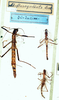 CollectionObject 1562603; dd5d08b8-f28d-4a3d-ae4f-530b57224773: copyright NMW. female, male, male nymph (paralectotypes). (CollectionObject).;CollectionObject 1562604; ca36348b-03bd-4cc1-a388-6760b1d3cdbf: copyright NMW. female, male, male nymph (paralectotypes). (CollectionObject).;CollectionObject 1562605; a8e84991-c828-4229-9da3-d3061dbbc511: copyright NMW. female, male, male nymph (paralectotypes). (CollectionObject).