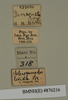 CollectionObject 1572909; 129811cf-7c12-4053-b3c3-51005561ab44: Copyright Natural History Museum, London. Labels from non-type (adult male) in BM(NH). (CollectionObject).