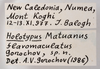 CollectionObject 1538189; e23bed4d-b1da-4799-9256-e18f3de4908b: labels (holotype). (CollectionObject).