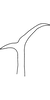 Stylus on Anufrievia sphenoides Yang & Zhang, 2018: Stylus. (Observation).