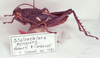 CollectionObject 1527341; efe68482-a33a-4443-8c02-2bda856b958d: Image Carbonell, C.S. male (holotype). (CollectionObject).