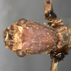 CollectionObject 1559001; 11854f69-fd51-4979-b3b0-4565cb6cf245: copyright MHNG Geneva. female head, dorsal view (holotype). (CollectionObject).