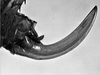 Podacanthophorus alas Naskrecki, 2000: female ovipositor. (Otu).