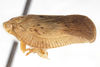 Habitus, lateral view on Capistra Fennah, 1947: Capistra basalis (Caldwell, 1951). (Observation).