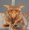Head on Cyphonia braccata (Germar, 1835): (Observation).