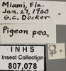 Other: Labels. Labels for the female specimen used for the dorsal, lateral and face images. (Observation).