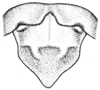 Clematodina eckardtiana Günther, 1940: Fig. 3. male, supra-anal plate and last apparent tergite. (Otu).