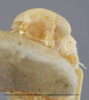 Head on Edwardsiana plebeja (Edwards, 1914): Head/Face - Male. (Observation).