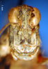CollectionObject 1530712; 6b79df31-63f4-402d-8c2a-8eec2474c032: female, frontal view (syntype). (CollectionObject).