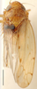 Habitus, dorsal view on Banus Distant, 1908: Banus maculosus, dorsally (BMNH). (Observation).