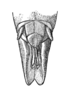 (after type). female abdomen tip. Depicts Marellia remipes Uvarov, 1929, an Otu.