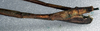 CollectionObject 1561720; b3ebca60-e7f8-4bdd-bca1-58172a326292: copyright NMW, Vienna. female: end of abdomen, lateral view of synonym Cuniculina malaccensis (holotype). (CollectionObject).