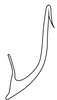 Aedeagus, lateral view on Caetana pulchra Domahovski, Gonçalves, Takiya & Cavichioli, 2019: Male holotype [DZUP]: aedeagus, lateral view. (Observation).