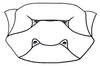 Crypsicerus cubicus Saussure, 1888: Fig. 3. male meso- and metasternum. (Otu).