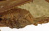 CollectionObject 1529734; 6ce18925-a8fb-4989-8352-ba52dc4f34f9: male cerci (holotype). (CollectionObject).