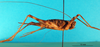 CollectionObject 1581115; aeaa837d-8d9e-4cbb-bd74-324e15303e0b: female, lateral view (paratype of Phaeophilacris affinis). (CollectionObject).