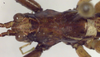 CollectionObject 1504240; ed73b0ea-a3db-4927-a19f-76c232653ca8: male, dorsal view (holotype). (CollectionObject).