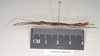 CollectionObject 1563725; 897708d2-cd7d-43bb-9d6c-5b3b03757761: copyright Natural History Museum, London. female, lateral view (paratype). (CollectionObject).;CollectionObject 1563726; b4f219c2-e3ce-4411-8fe1-0bdd27be7058: copyright Natural History Museum, London. female, lateral view (paratype). (CollectionObject).