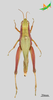 CollectionObject 2249123; Unioeste Cascavel K-1054, 655c01d0-3bf0-4bcf-bdc3-036519d36955: Female, dorsal view. (CollectionObject).