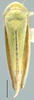 Habitus, dorsal view: !! display not done !! on Taurotettix (Callistrophia) elegans elegans (Melichar, 1900): Taurotettix elegans, dorsal habitus (INHS). (Observation).