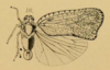 Habitus, dorsal view on Dascalina aegrota Melichar, 1902: (Observation).
