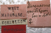 CollectionObject 1505630; e8c4bf4a-541b-48ff-a2a4-717923565d9d: labels (syntype). (CollectionObject).