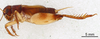 CollectionObject 1522886; fc867b71-6f56-44cf-8576-18718d26c726: Male, lateral view (holotype). (CollectionObject).