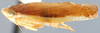 Habitus, lateral view: !! display not done !! on Limbanus limbatus (Van Duzee, 1890): Limbanus limbatus, lateral habitus. (Observation).