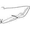 Pygofer, lateral view on Anatkina illustris (Distant, 1908): Pygofer, lateral view. (Observation).