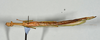CollectionObject 1557506; 62e2d0ab-811f-4025-a83a-6af446a3af7b: copyright USNM, Washington. female, ventral view (holotype). (CollectionObject).