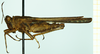 CollectionObject 1585169; 5ae49bb1-0c7d-4836-8f04-29276c7ce87d: male, lateral view. (CollectionObject).