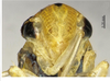 Head on Atkinsoniella chloritta Yang & Li, 2002 now Atkinsoniella nigrisigna Li, 1992: (Observation).