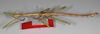 CollectionObject 1576613; USNM(SF IMPORT DUPLICATE) RD-248, 224e311c-4bbb-40fb-967d-72755e885456: copyright USNM, Washington. male, lateral view (holotype). (CollectionObject).