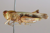 CollectionObject 1591764; 67a4e28f-af10-49fe-8cb8-6dc942c84e58: male, lateral view (paratype). (CollectionObject).