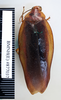 CollectionObject 1553301; NHMUK(SF IMPORT DUPLICATE) BMNH(E) #877037, 4b18654e-3605-4a98-b433-ad83e2f8bc80: Copyright Natural History Museum, London. Non-type, adult male, dorsal. (CollectionObject).