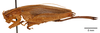CollectionObject 1565004; e52772cb-9160-4c76-9bd5-898d01f4b656: female, lateral view (allotype). (CollectionObject).