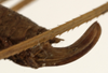 CollectionObject 1529742; a22641c3-3f9a-42f4-a003-9a1002a6bccd: female ovipositor (syntype). (CollectionObject).