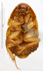 Zetha simonyi (Krauss, 1892): CC BY-NC-ND 4.0/MNHN - Depraetere Marion - 2014. Type, female, of rufescens Shelford, 1913. Specimen number: MNHN-EP-EP845. http://coldb.mnhn.fr/catalognumber/mnhn/ep/ep845. (Otu).