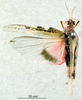 CollectionObject 1537917; 2d7171d1-727a-4786-b32f-02886cdccf41: female, dorsal view. (CollectionObject).
