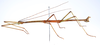 CollectionObject 1557628; 92111e04-b433-4eac-86a8-d1390c92f845: copyright ZMUH, Hamburg. male, lateral view (paralectotype). (CollectionObject).;CollectionObject 1557629; 7ac444f1-f503-4526-87e8-7f2a95f9261b: copyright ZMUH, Hamburg. male, lateral view (paralectotype). (CollectionObject).